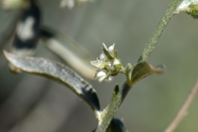 Narrowleaf Silverbush has inconspicuous greenish white flowers, both staminate and pistillate with hairy petals and sepals. The flowers are borne in unbranched flowering stems with 1 female flower and several male flowers. Ditaxis lanceolata 